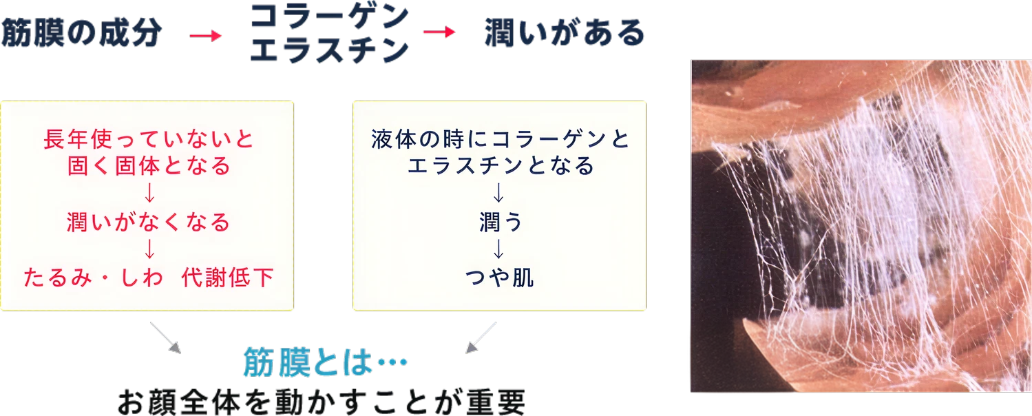 筋膜イメージ